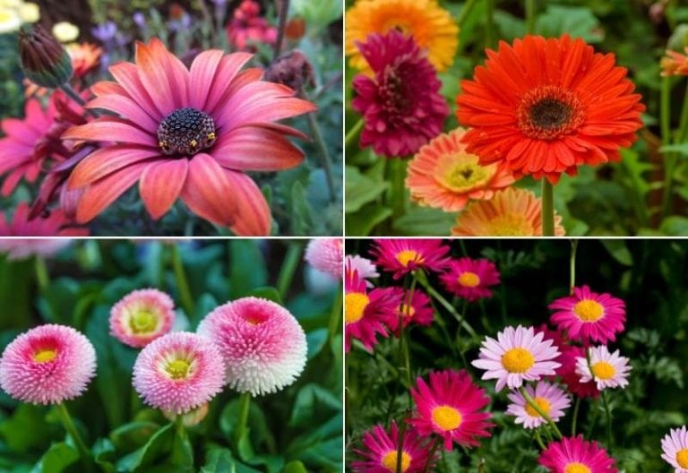 30 Different Types Of Daisies (With Pictures) And How to Grow Them
