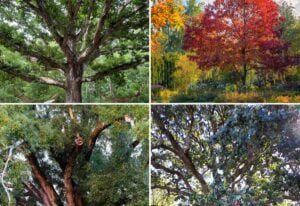 Different Types Of Oak Trees With Photos For Identification