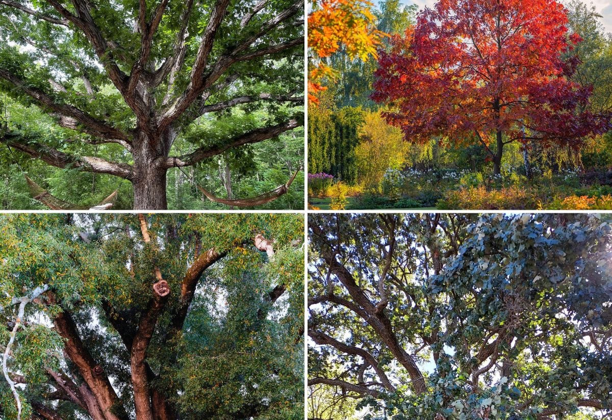 Different Types Of Oak Trees With Photos For Identification