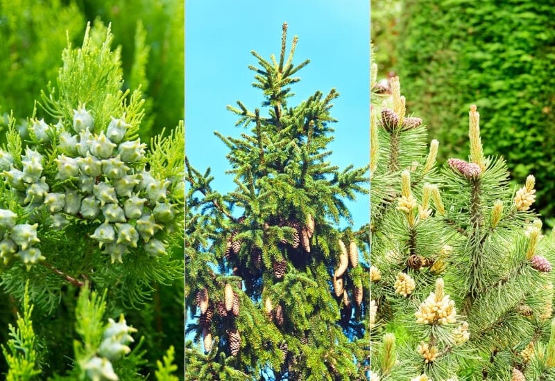 Types of Evergreen Trees