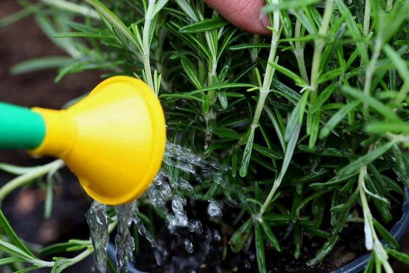 Everything You Need to Know About Growing Rosemary In Pots