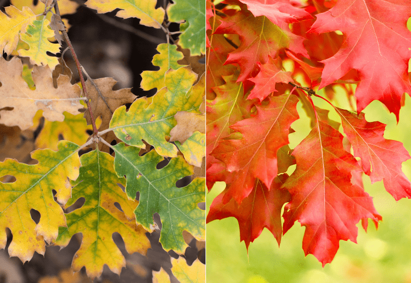 White Oaks and Red Oaks White Oaks and Red Oaks