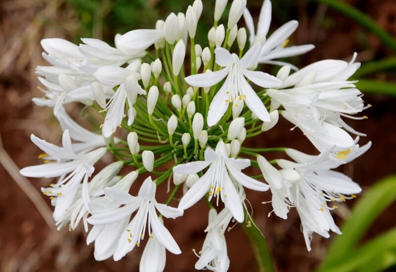 11.	African Lily ‘Polar Ice’ and ‘Albus’ (Agapanthus ‘Polar Ice’ and Agapanthus africanus ‘Albus’)