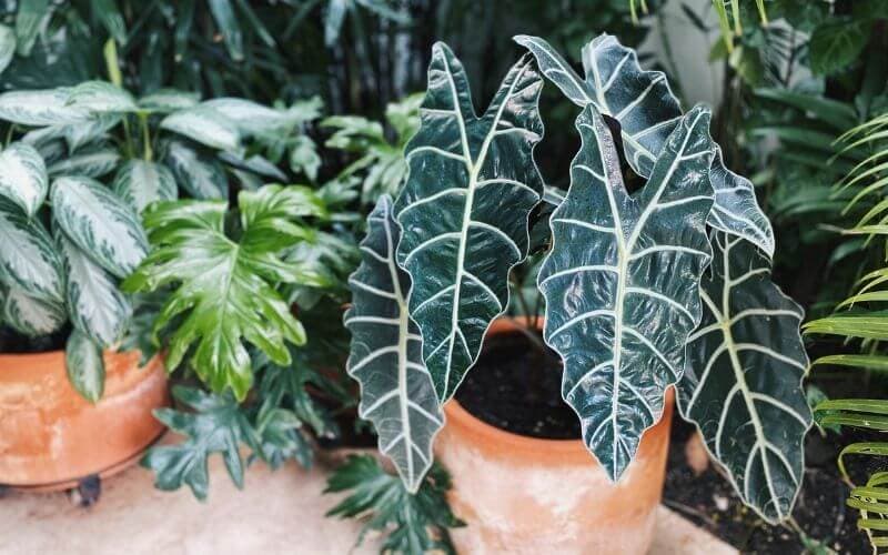 African Mask Plant (Alocasia)_ Types, Care, & Growing Tips