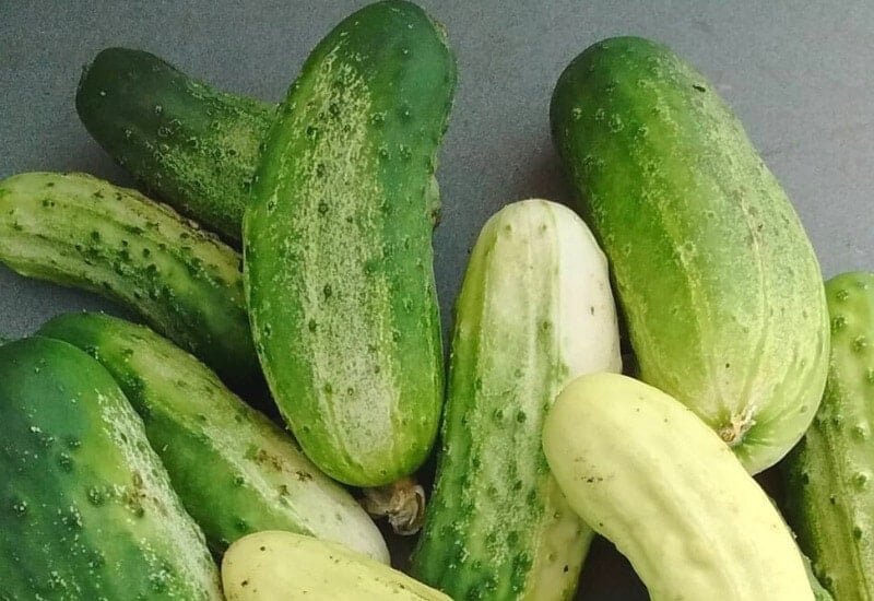 Alibi Cucumbers