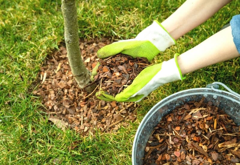 4.	Apply the mulch