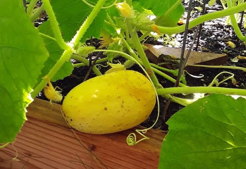 Boothby Blonds Cucumber
