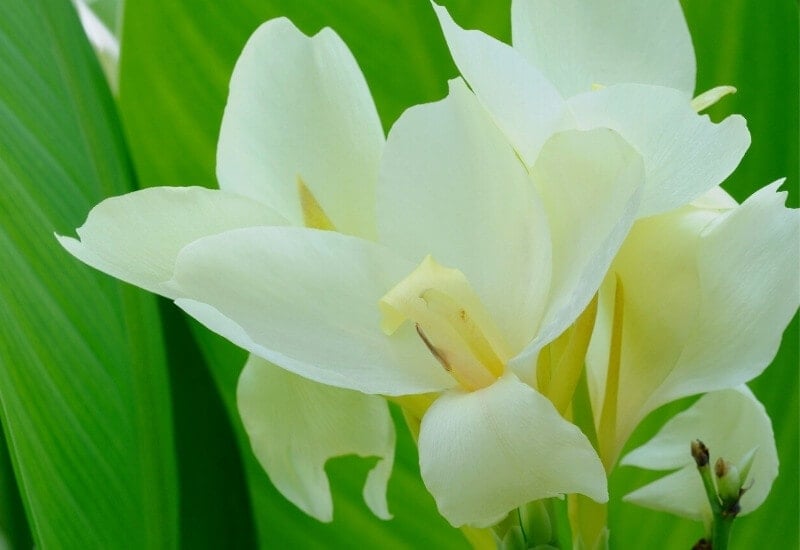 9.	Canna Lily ‘Ambassadour’ (Canna indica ‘Ambassadour’)