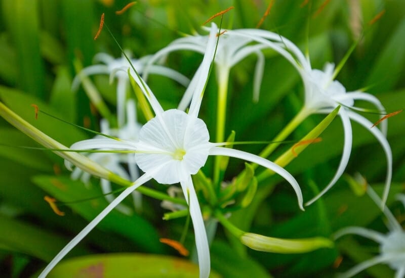 7.	Caribbean Spider Lily (Hymenocallis caribaea ‘Varoegata’)