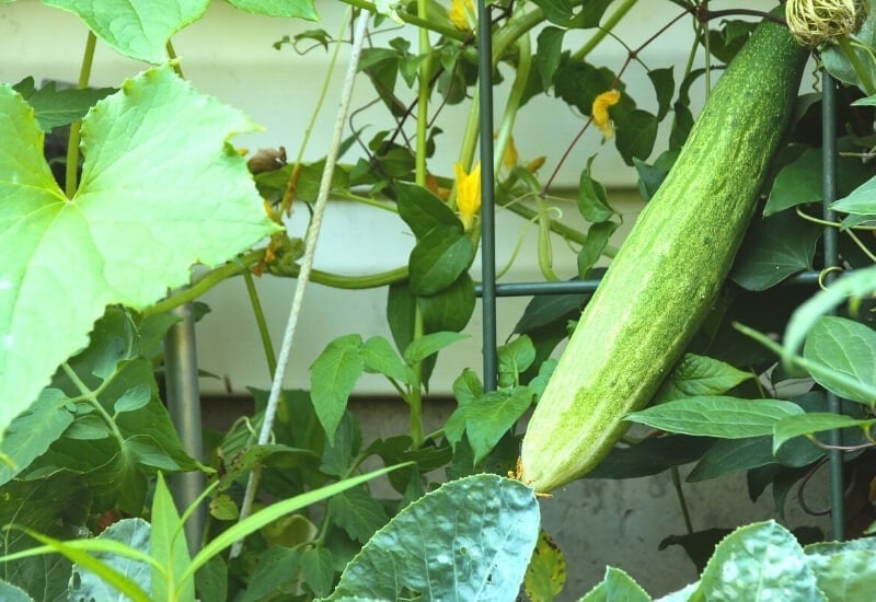 Chinese Snake Cucumbers