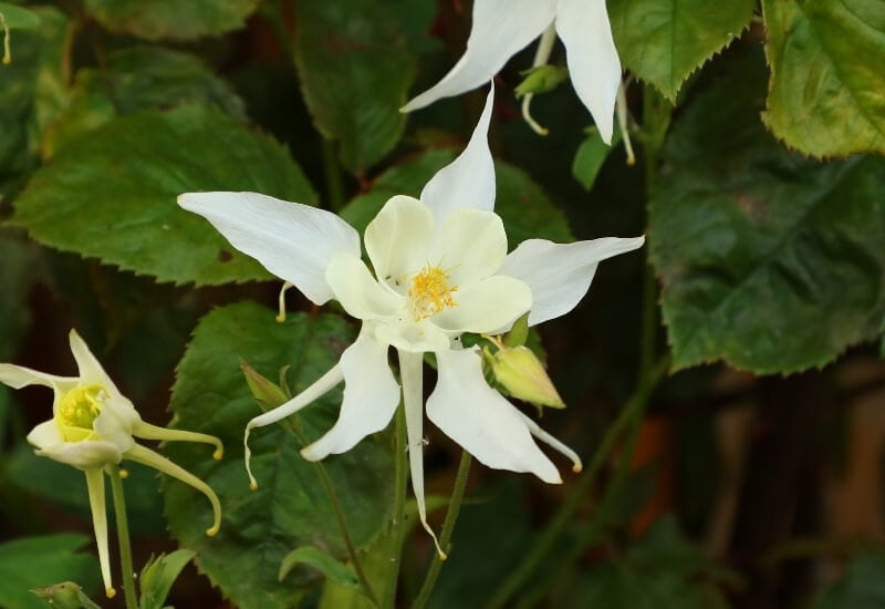 14.	Columbine &lsquo;Songbird Dove&rsquo; (Aquilegia &lsquo;Songbird Dove&rsquo;)