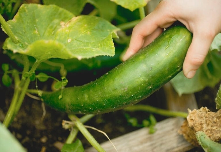 Types Of Cucumbers 34 Best Varieties Ideal for Home Gardeners