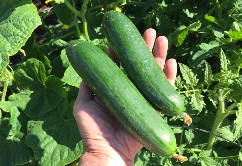 Diva Cucumbers
