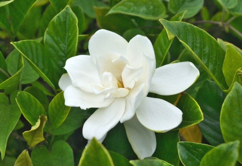 2.	Gardenia ‘Aimee’ (Gardenia jasminoides ‘Aimee’)