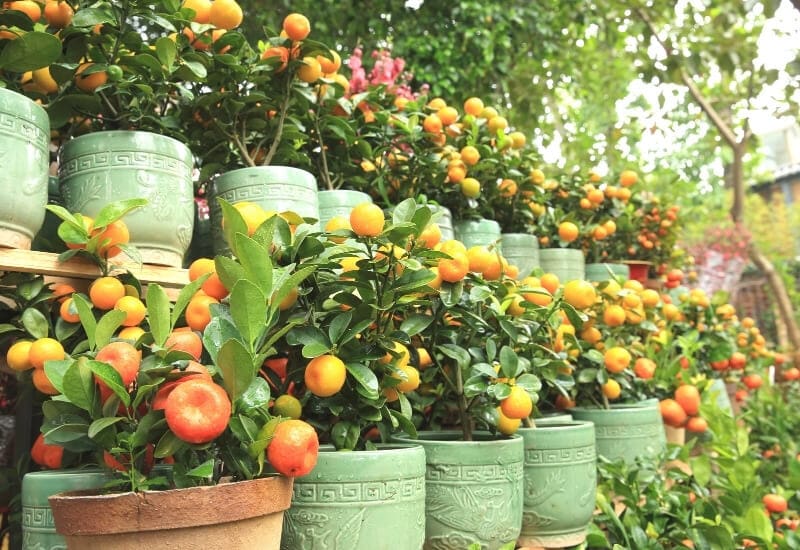 Pick A Lemon Tree Variety for Pots 