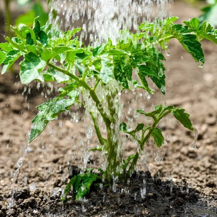 Watering Tomatoes: When, How Much & how often To Water you tomato plants