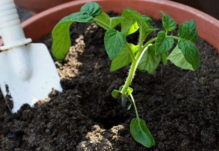 Fertilizing Tomatoes: How and When to Fertilize Your Tomato Plants