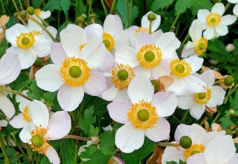 13.	Japanese Anemone &lsquo;Wild Swan&rsquo; (Anemone &lsquo;Wild Swan&rsquo;)