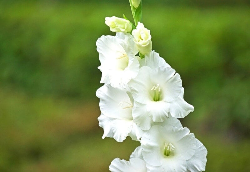 4. Sword Lily ‘White Prosperity’ (Gladiolus ‘White Prosperity’)