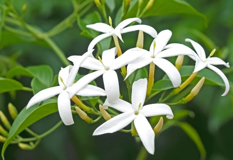 Jasminum officinale