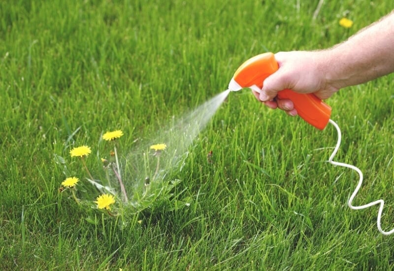 How to Kill Unwanted Grass in Flower Beds 2