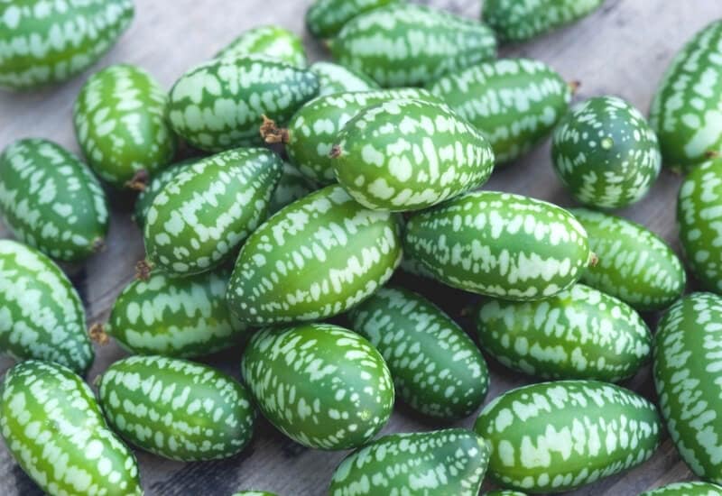 Mexican Sour Gherkin Cucumbers