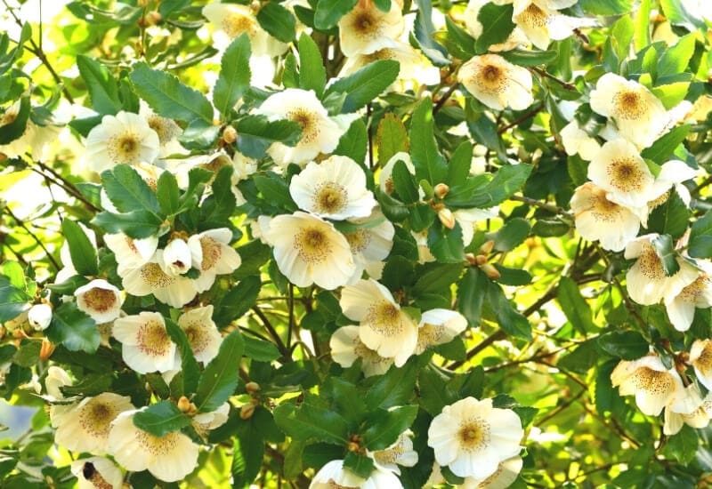 5.	Nyman&rsquo;s Hybrid Eucryphia (Eucryphia x nimansensis &lsquo;Nymansay&rsquo;)