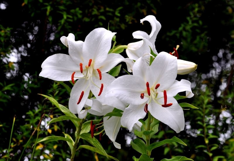 8.	Oriental Lily &lsquo;Casa Blanca&rsquo; (Lilium &lsquo;Casa Blanca&rsquo;)