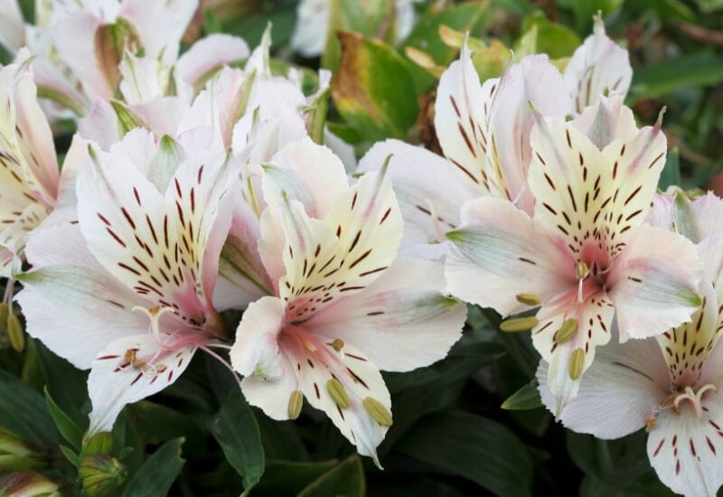 12.	Peruvian Lily &lsquo;Antarctica&rsquo; (Alstroemeria inticancha &lsquo;Antarctica&rsquo;)