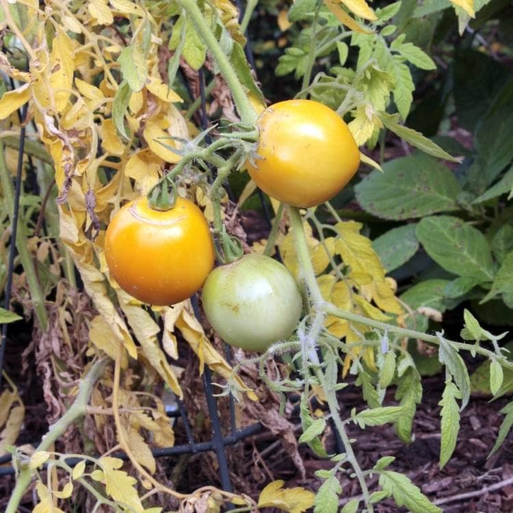 Signs & Symptoms of Over Watering Tomatoes