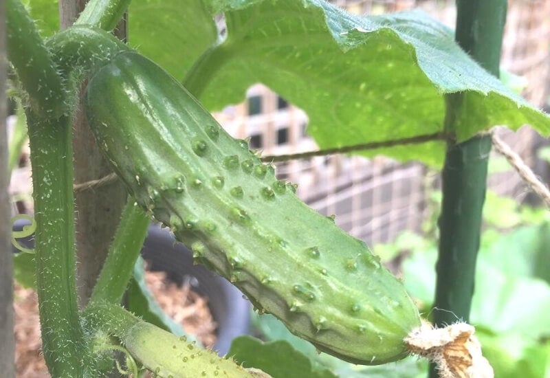 Spacemaster Cucumber