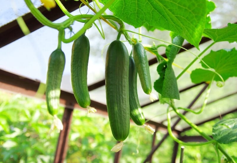 Specialty Cucumbers