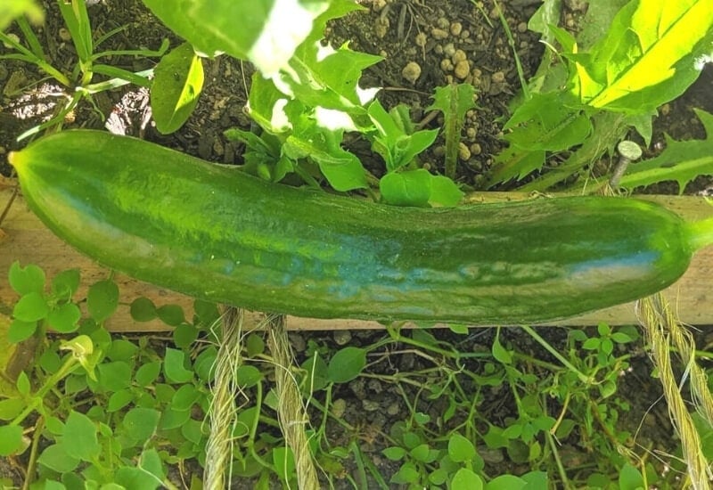 Tendergreen Cucumbers