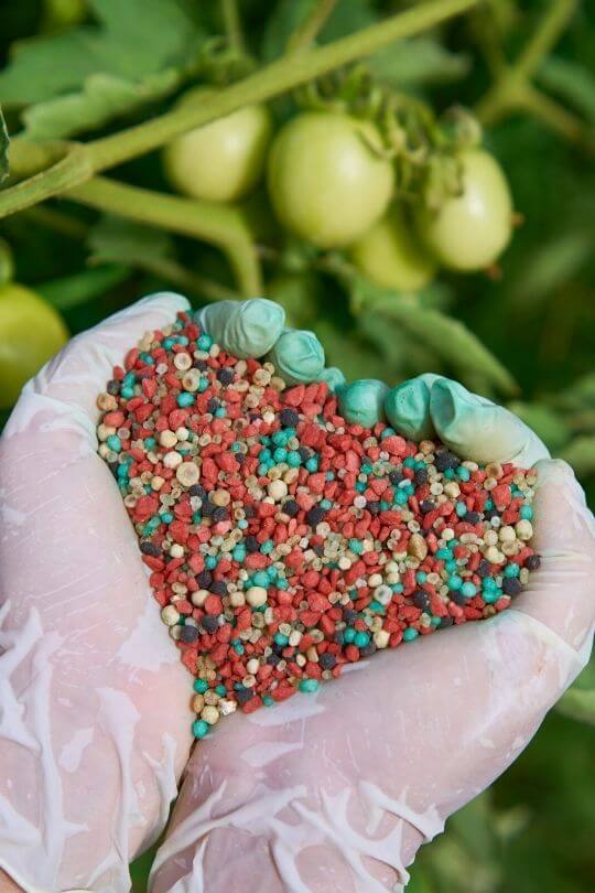 Fertilizing Tomatoes How And When To Fertilize Your Tomato Plants
