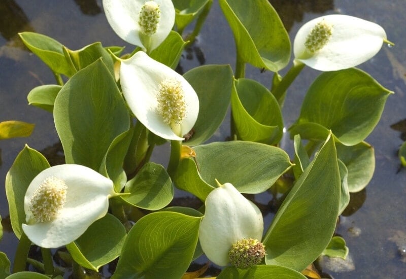 15.	Water Arum (Calla palustris)