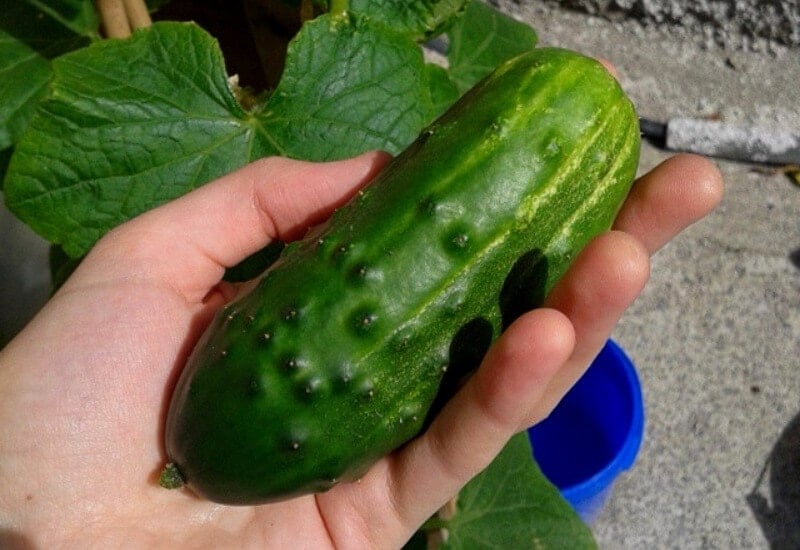 Wautoma Cucumbers