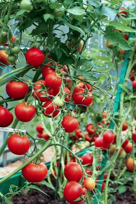 When and How Often to Fertilize Tomatoes