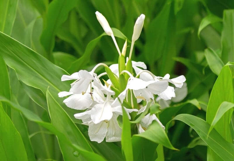 6.	White Ginger Lily (Hedychium coronarium)