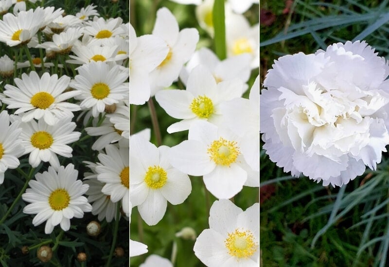 Fleurs de jardin vivaces blanches