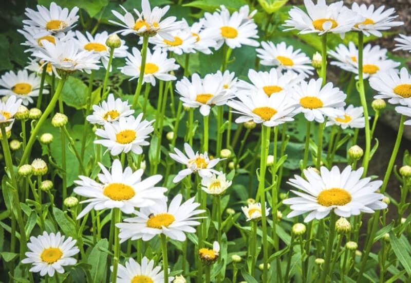 White Flowers