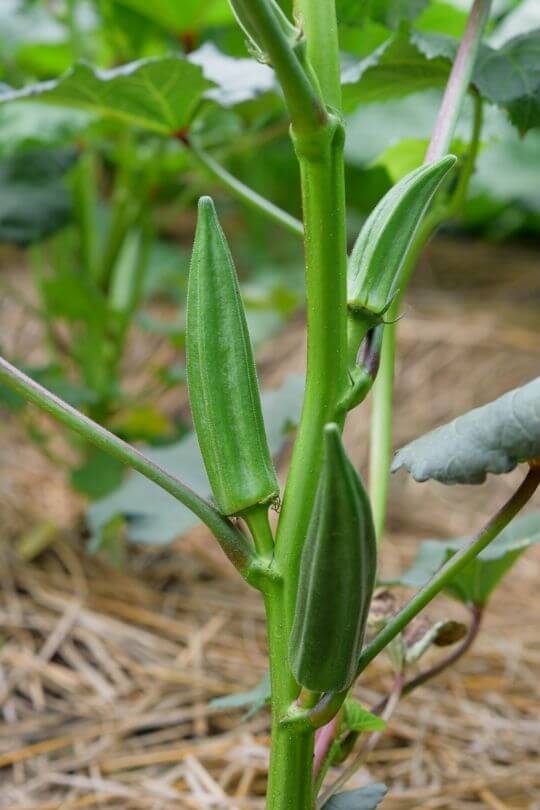 19 Best Okra Varieties To Grow In Your Garden Or Container