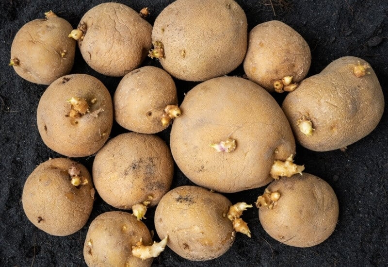 Where to Buy Seed Potatoes