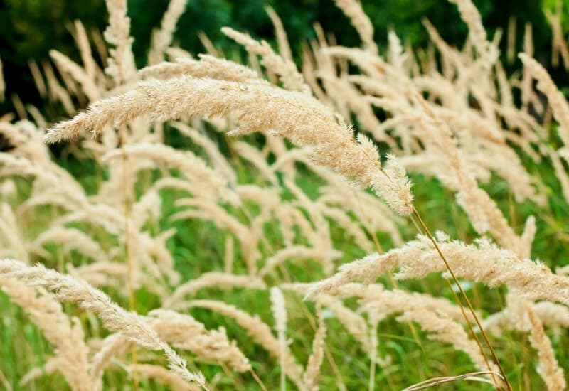 Feather Reed Grass (Calamagrostis × Acutiflora ‘Karl Foerster’)
