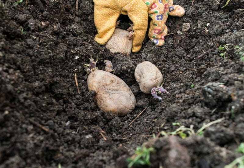 What Climate Zone do Potatoes Need?