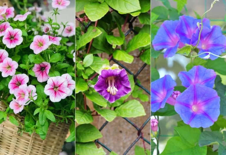 15 Beautiful And Fast-Growing Annual Climbers For Your Garden