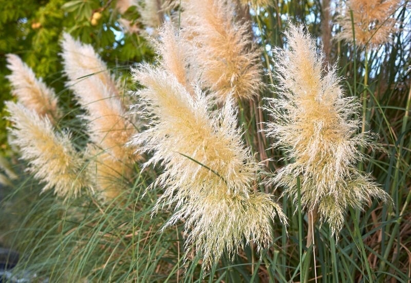 Pampas Grass (Cortaderia Selloana)