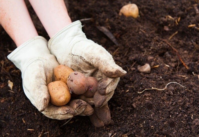 Does a Potato Need to be Grown in Soil?