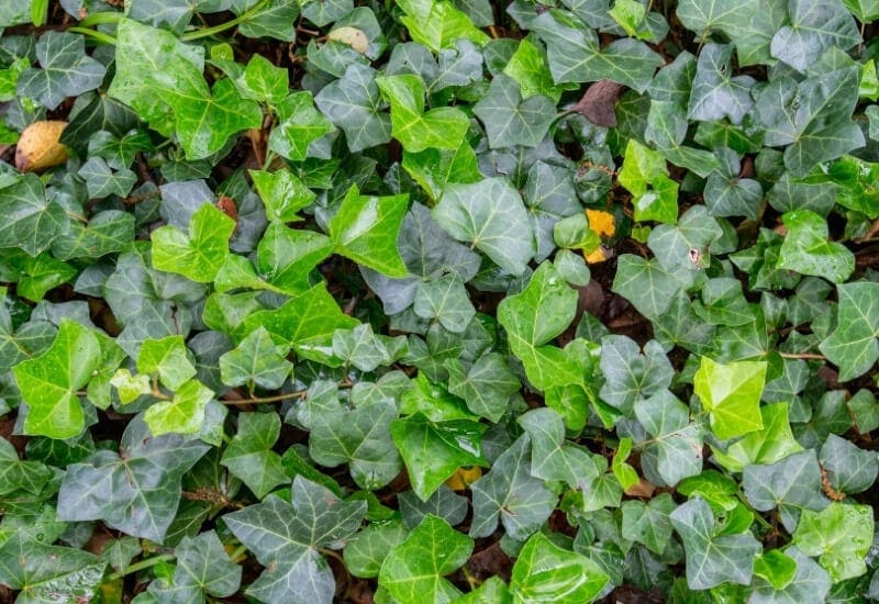 English Ivy (Hedra Helix)