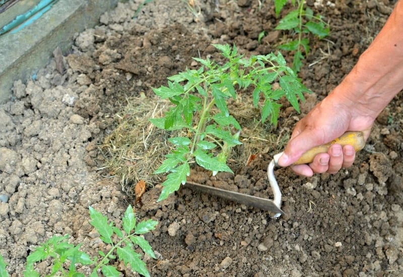 Fertilize Throughout the Growing Season