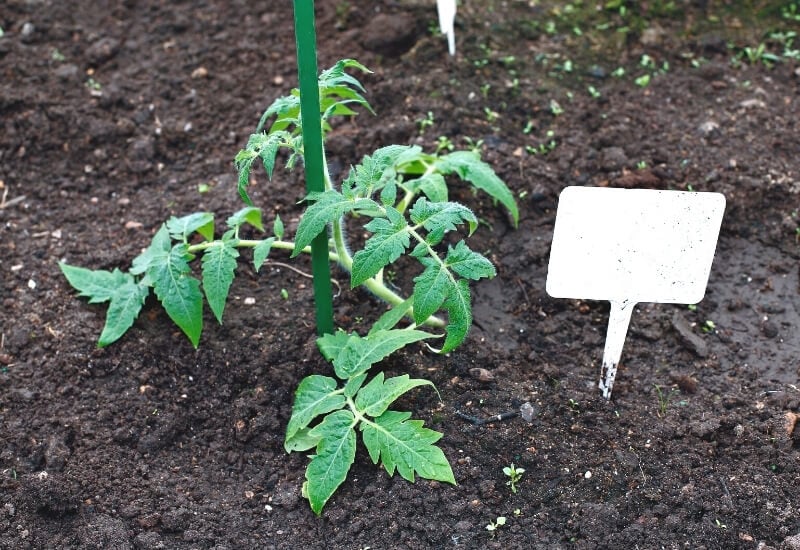 Get the Soil Right